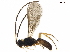  ( - BIOUG36938-G10)  @12 [ ] CreativeCommons - Attribution (2019) CBG Photography Group Centre for Biodiversity Genomics