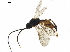  ( - BIOUG41272-C07)  @12 [ ] CreativeCommons - Attribution (2019) CBG Photography Group Centre for Biodiversity Genomics