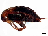  ( - BIOUG41297-C02)  @11 [ ] CreativeCommons - Attribution (2023) CBG Photography Group Centre for Biodiversity Genomics