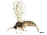  (Scatopsciara calamophila - BIOUG41301-G04)  @14 [ ] CreativeCommons - Attribution (2019) CBG Photography Group Centre for Biodiversity Genomics