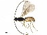  (Chorebus diremtus - BIOUG41304-F02)  @14 [ ] CreativeCommons - Attribution (2019) CBG Photography Group Centre for Biodiversity Genomics