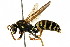  ( - BIOUG41327-E07)  @14 [ ] CreativeCommons - Attribution (2019) CBG Photography Group Centre for Biodiversity Genomics