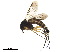  ( - BIOUG41984-B01)  @11 [ ] CreativeCommons - Attribution (2018) CBG Photography Group Centre for Biodiversity Genomics
