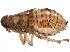  ( - BIOUG14962-F03)  @13 [ ] CreativeCommons - Attribution (2015) CBG Photography Group Centre for Biodiversity Genomics