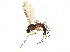  ( - BIOUG14951-A02)  @13 [ ] CreativeCommons - Attribution (2014) CBG Photography Group Centre for Biodiversity Genomics