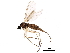  ( - BIOUG14951-A06)  @11 [ ] CreativeCommons - Attribution (2016) CBG Photography Group Centre for Biodiversity Genomics