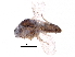  (Forcipomyia aristolochiae - BIOUG14952-A09)  @13 [ ] CreativeCommons - Attribution (2017) CBG Photography Group Centre for Biodiversity Genomics