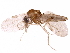  ( - BIOUG14952-F12)  @11 [ ] CreativeCommons - Attribution (2017) CBG Photography Group Centre for Biodiversity Genomics