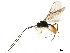  (Chorebus thisbe - BIOUG14956-H09)  @14 [ ] CreativeCommons - Attribution (2019) CBG Photography Group Centre for Biodiversity Genomics