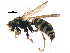  ( - BIOUG14823-C03)  @13 [ ] CreativeCommons - Attribution (2015) CBG Photography Group Centre for Biodiversity Genomics