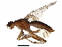  ( - BIOUG14964-D02)  @11 [ ] CreativeCommons - Attribution (2017) CBG Photography Group Centre for Biodiversity Genomics