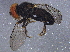  (Verrallia aucta - BIOUG14986-B11)  @13 [ ] CreativeCommons - Attribution (2014) CBG Photography Group Centre for Biodiversity Genomics