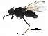  ( - BIOUG15078-D08)  @11 [ ] CreativeCommons - Attribution (2017) CBG Photography Group Centre for Biodiversity Genomics