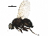  ( - BIOUG15116-F03)  @11 [ ] CreativeCommons - Attribution (2017) CBG Photography Group Centre for Biodiversity Genomics
