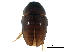  (Olibrus - BIOUG15404-E05)  @14 [ ] CreativeCommons - Attribution (2017) CBG Photography Group Centre for Biodiversity Genomics