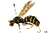  ( - BIOUG15150-E03)  @13 [ ] CreativeCommons - Attribution (2019) CBG Photography Group Centre for Biodiversity Genomics