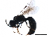 (Diodontus brevilabris - BIOUG15370-B11)  @14 [ ] CreativeCommons - Attribution (2016) CBG Photography Group Centre for Biodiversity Genomics