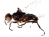  ( - BIOUG15380-C08)  @11 [ ] CreativeCommons - Attribution (2017) CBG Photography Group Centre for Biodiversity Genomics