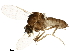  (Forcipomyia velox - BIOUG15387-H04)  @14 [ ] CreativeCommons - Attribution (2017) CBG Photography Group Centre for Biodiversity Genomics