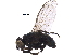  ( - BIOUG15389-C08)  @11 [ ] CreativeCommons - Attribution (2017) CBG Photography Group Centre for Biodiversity Genomics