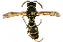  ( - BIOUG15150-F09)  @14 [ ] CreativeCommons - Attribution (2019) CBG Photography Group Centre for Biodiversity Genomics