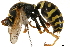  (Polistes nimpha - BIOUG15150-F09)  @15 [ ] CreativeCommons - Attribution (2019) CBG Photography Group Centre for Biodiversity Genomics
