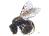  ( - BIOUG15425-B06)  @13 [ ] CreativeCommons - Attribution (2015) CBG Photography Group Centre for Biodiversity Genomics
