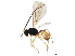  ( - BIOUG15447-G10)  @13 [ ] CreativeCommons - Attribution (2019) CBG Photography Group Centre for Biodiversity Genomics