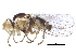  ( - BIOUG15745-D09)  @11 [ ] CreativeCommons - Attribution (2017) CBG Photography Group Centre for Biodiversity Genomics