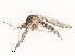  ( - CBG-B01644-G08)  @11 [ ] CreativeCommons - Attribution Share - Alike (2025) CBG Photography Group Centre for Biodiversity Genomics