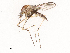  (Aedes clelandi - CBG-B01645-G07)  @11 [ ] CreativeCommons - Attribution Share - Alike (2025) CBG Photography Group Centre for Biodiversity Genomics