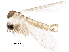  (Psychodopygus - BIOUG31272-A09)  @11 [ ] CreativeCommons - Attribution (2017) CBG Photography Group Centre for Biodiversity Genomics