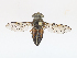  ( - CBG-A10780-G04)  @11 [ ] CreativeCommons - Attribution Share - Alike (2023) CBG Photography Group Centre for Biodiversity Genomics