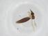  (Bichromomyia flaviscutellata - CBG-A12034-G03)  @11 [ ] CreativeCommons - Attribution Share - Alike (2023) Centre for Biodiversity Genomics Centre for Biodiversity Genomics