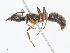  ( - CBG-A13210-C11)  @11 [ ] CreativeCommons - Attribution Share - Alike (2023) CBG Photography Group Centre for Biodiversity Genomics