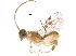  ( - BIOUG18661-F05)  @13 [ ] CreativeCommons - Attribution (2017) CBG Photography Group Centre for Biodiversity Genomics
