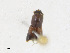  ( - CBG-A23397-D06)  @11 [ ] CreativeCommons - Attribution Share - Alike (2023) CBG Photography Group Centre for Biodiversity Genomics