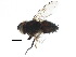  (Frontiniella Malaise26 - BIOUG10246-F07)  @13 [ ] CreativeCommons - Attribution (2015) CBG Photography Group Centre for Biodiversity Genomics