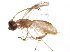  (Phanerotoma davidduthiei - BIOUG10247-H11)  @14 [ ] CreativeCommons - Attribution (2015) CBG Photography Group Centre for Biodiversity Genomics