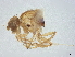  ( - BIOUG37419-F07)  @11 [ ] CreativeCommons - Attribution (2022) CBG Photography Group Centre for Biodiversity Genomics