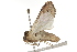  ( - BIOUG37657-F03)  @12 [ ] CreativeCommons - Attribution (2018) CBG Photography Group Centre for Biodiversity Genomics