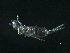  ( - BIOUG37791-G07)  @11 [ ] CreativeCommons - Attribution (2019) CBG Photography Group Centre for Biodiversity Genomics
