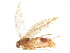  ( - BIOUG38300-G11)  @11 [ ] CreativeCommons - Attribution (2019) CBG Photography Group Centre for Biodiversity Genomics