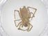  (Piratula piratoides - CBG-B21319-G12)  @11 [ ] CreativeCommons - Attribution Share - Alike (2025) Centre for Biodiversity Genomics Centre for Biodiversity Genomics
