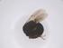  (Epyris yamatonis - CBG-B22154-E08)  @11 [ ] CreativeCommons - Attribution Share - Alike (2025) Centre for Biodiversity Genomics Centre for Biodiversity Genomics