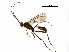  (crypMalaise01 Malaise5184 - BIOUG33181-B01)  @14 [ ] CreativeCommons - Attribution (2017) CBG Photography Group Centre for Biodiversity Genomics