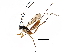  (ichMalaise01 - BIOUG33181-B05)  @14 [ ] CreativeCommons - Attribution (2017) CBG Photography Group Centre for Biodiversity Genomics
