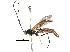  ( - BIOUG33277-A01)  @11 [ ] CreativeCommons - Attribution (2017) CBG Photography Group Centre for Biodiversity Genomics