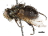  ( - BIOUG33277-B01)  @11 [ ] CreativeCommons - Attribution (2019) CBG Photography Group Centre for Biodiversity Genomics