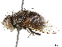  ( - BIOUG33277-B02)  @11 [ ] CreativeCommons - Attribution (2019) CBG Photography Group Centre for Biodiversity Genomics
